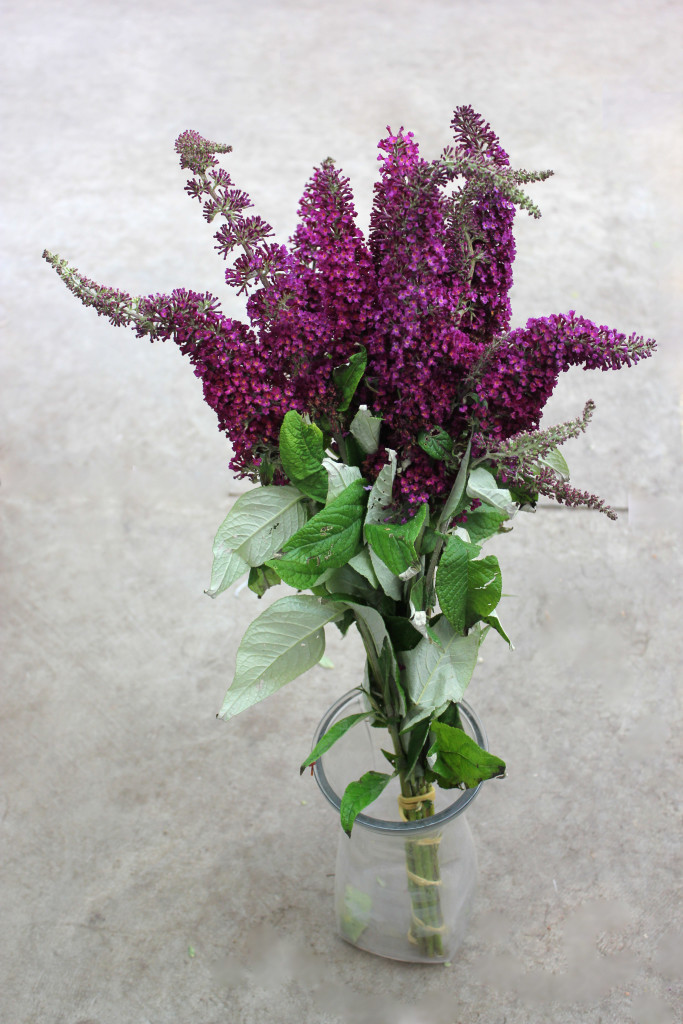 Buddleia (Butterfly Bush) - Side - Photo Credit Allison Linder
