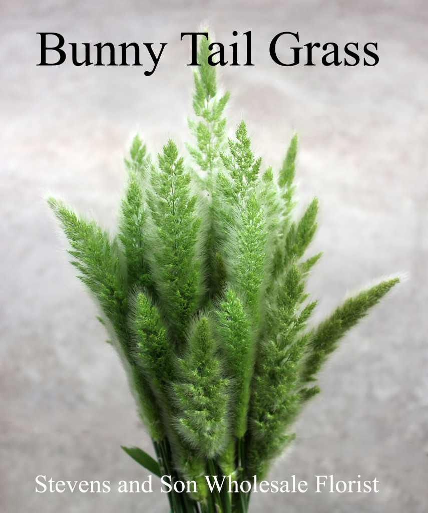 Bunny Tail Grass - Photo Credit Allison Linder