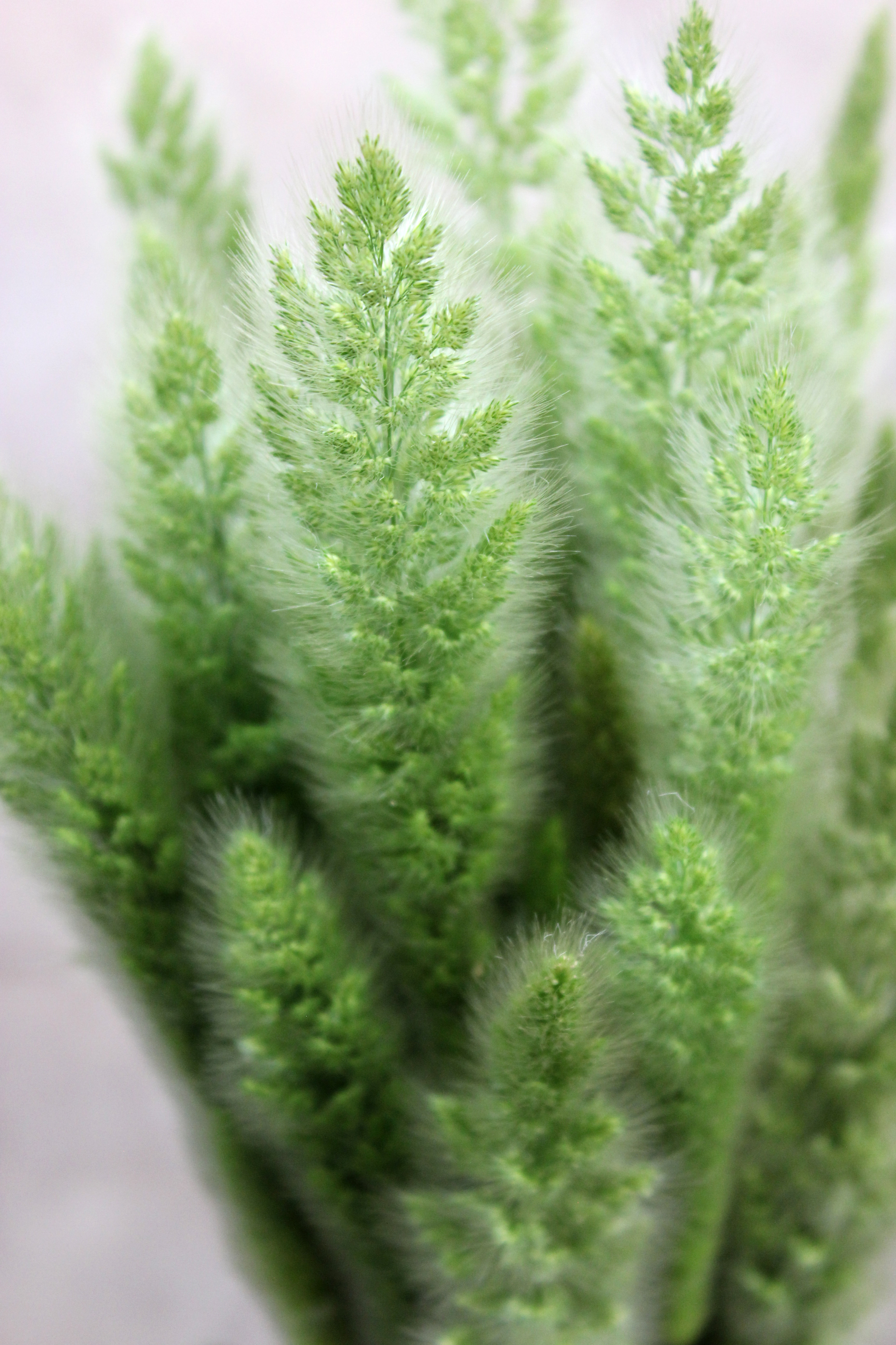 Bunny Tail | Stevens and Son Wholesale Florist