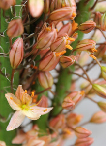 Eremurus - Peach - Photo Credit Allison Linder