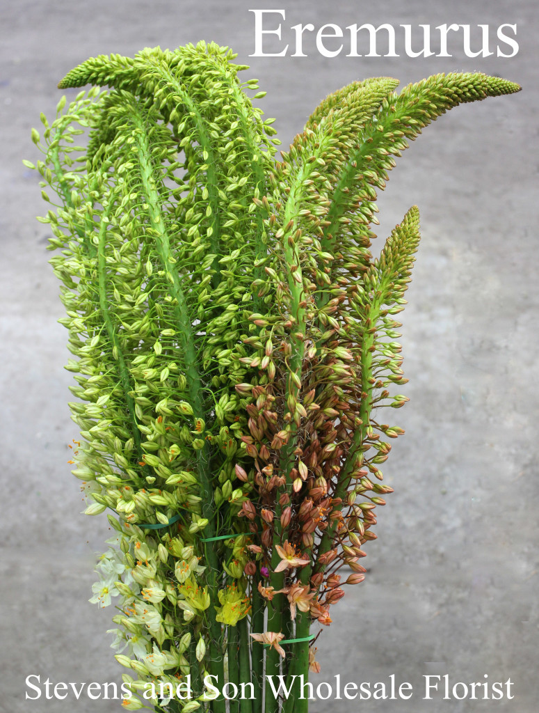 Eremurus - Photo Credit Allison Linder