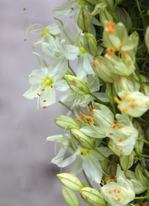 Eremurus - White - Photo Credit Allison Linder