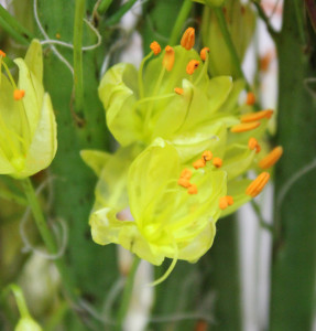 Eremurus - Yellow - Photo Credit Allison Linder