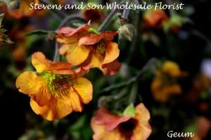Geum 2 Photo By Allison Linder