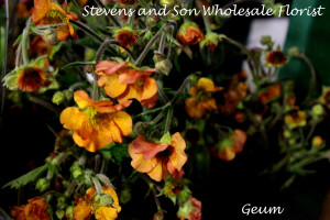 Geum Photo 3 By Allison Linder