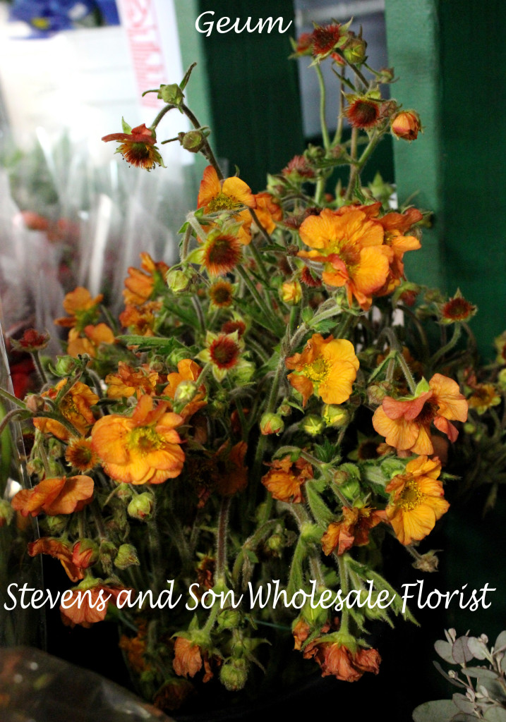 Geum Photo By Allison Linder
