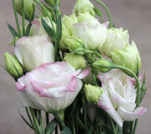 Lisianthus - Bicolor Pink & white - Photo Credit Allison Linder