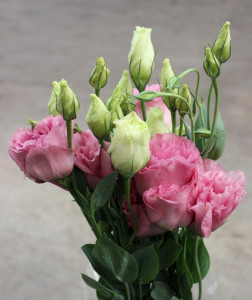 Lisianthus - Dusty Pink - Photo Credit Allison Linder