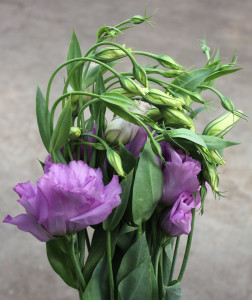 Lisianthus - Lavender - Photo Credit Allison Linder