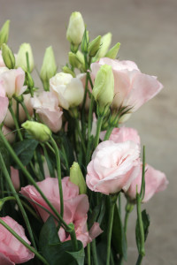 Lisianthus - Light Pink - Photo Credit Allison Linder