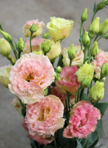 Lisianthus - Peach Aerial - Photo Credit Allison Linder