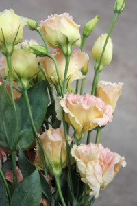 Lisianthus - Peach Side - Photo Credit Allison Linder