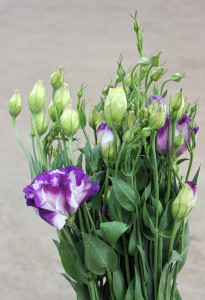 Lisianthus - Purple & White - Photo Credit Allison Linder