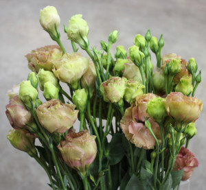 Lisianthus - Roseanne Brown CA - Photo Credit Allison Linder