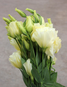 Lisianthus - Yellow - Photo Credit Allison Linder