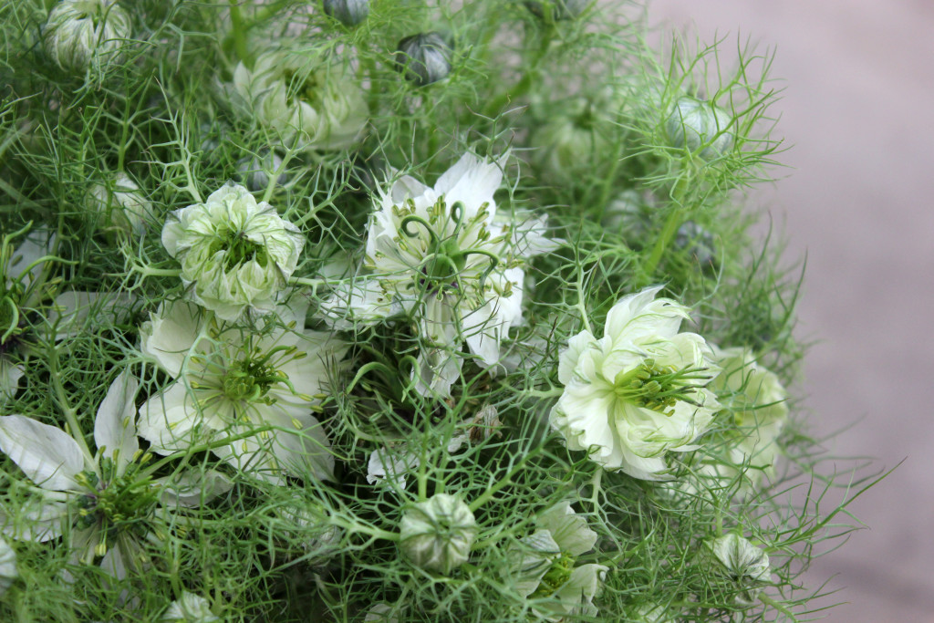 Nigella - Detail - Photo credit Allison Linder
