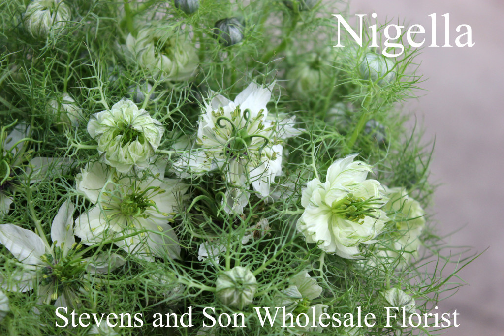 Nigella - Photo Credit Allison Linder