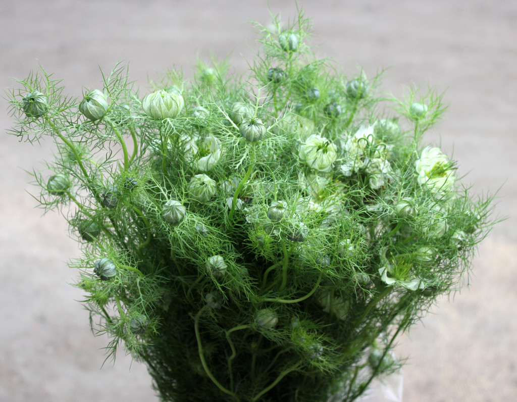 Nigella - Side - Photo Credit Allison Linder