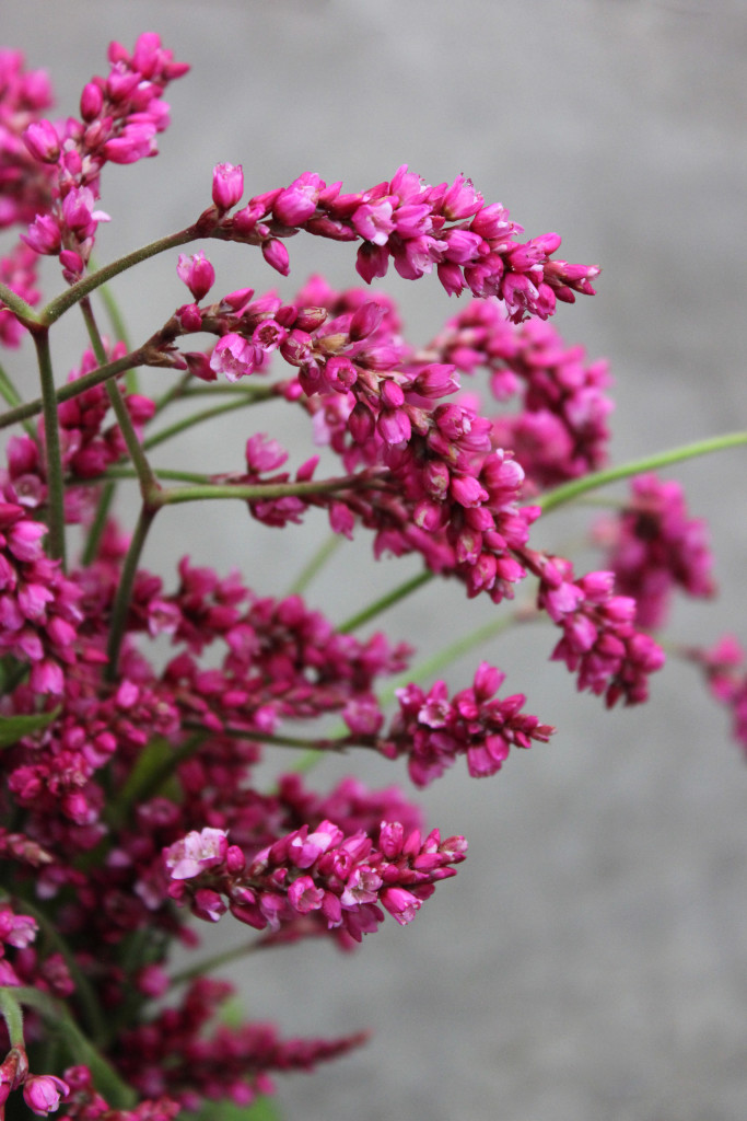 Polygonum - Detail 1 - Photo Credit Allison Linder