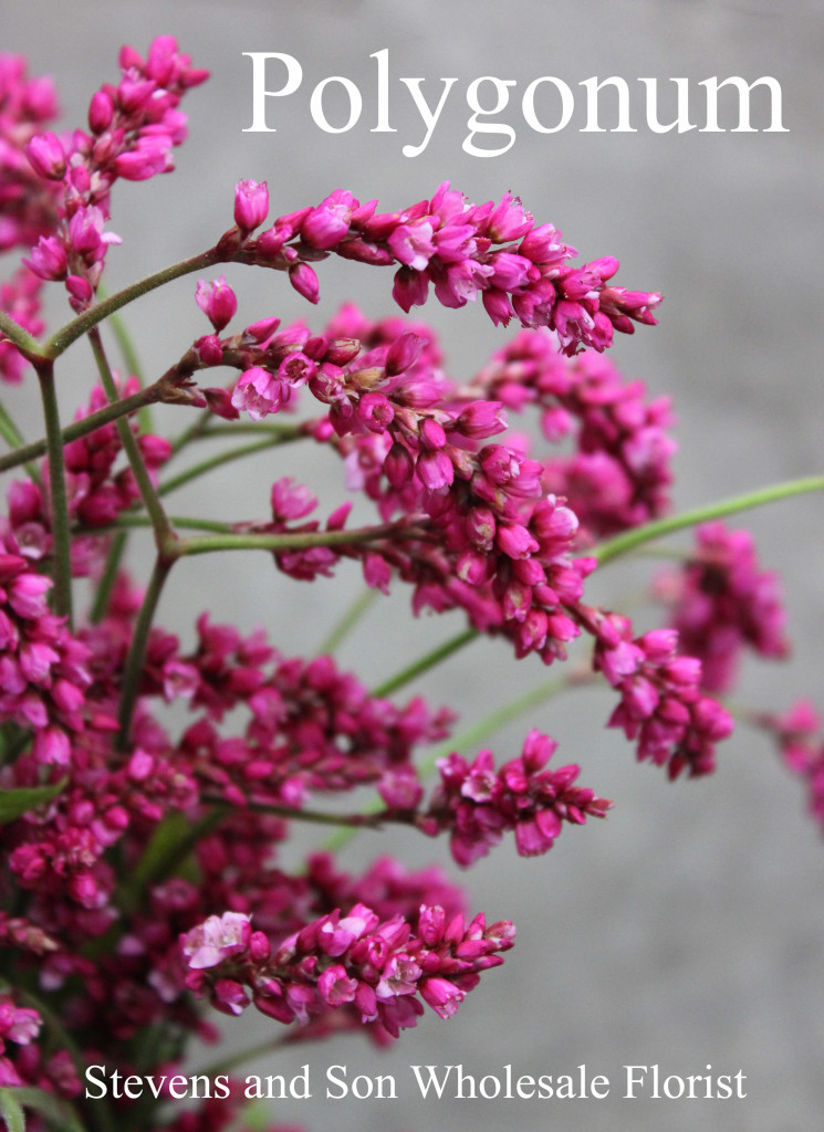 Polygonum - Photo Credit Allison Linder