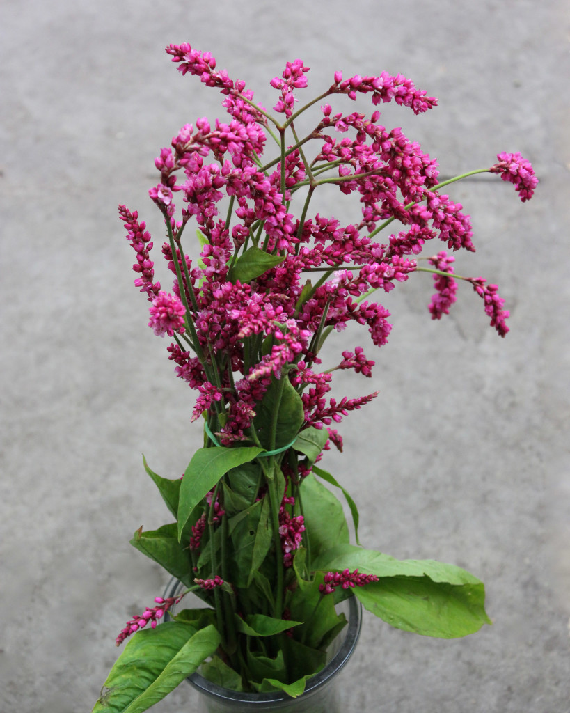 Polygonum - Side - Photo Credit Allison Linder