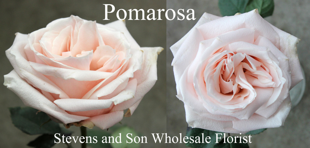 Pomarose - Photo Credit Allison Linder