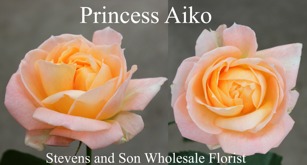 Princess Aiko - Photo Credit Allison Linder