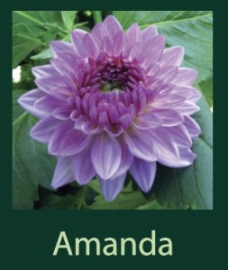 Amanda