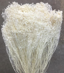 Bleached Broom