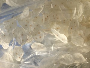 Bleached Lunaria
