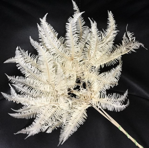 Bleached Ostrich Fern
