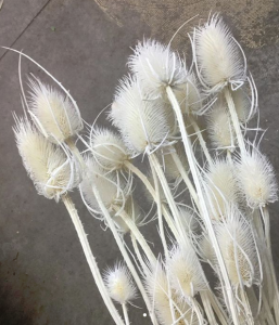 Bleached Thistle