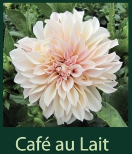 Cafe Au Lait