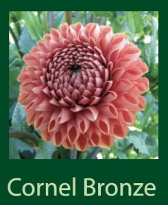 Cornel Bronze