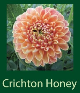 Crichton Honey