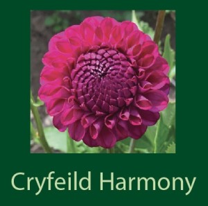 Cryfeild Harmony