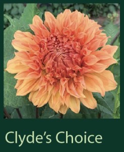 Cyde's Choice