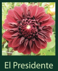 El Presidente