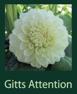 Gitts Attention