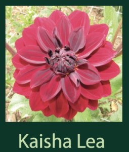Kaisha Lea