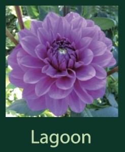 Lagoon