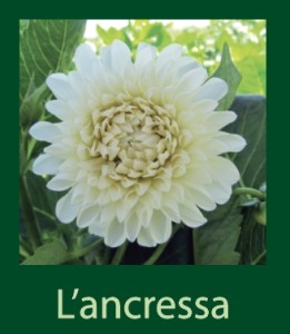 L'ancressa