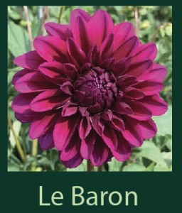 Le Baron