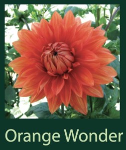 Orange Wonder
