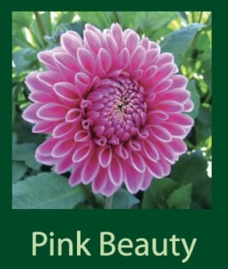 Pink Beauty