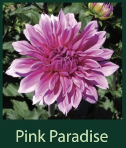 Pink Paradise