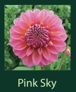 Pink Sky