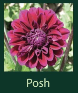 Posh