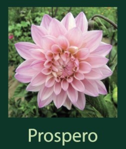 Prospero