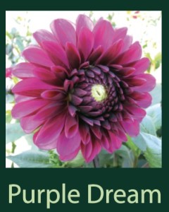 Purple Dream